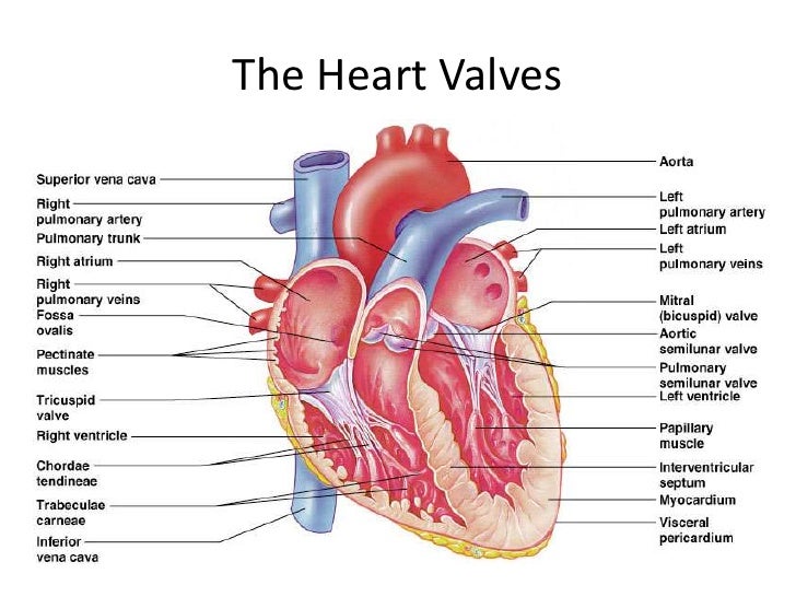 Labeled Heart Diagram Ventricles Not Lossing Wiring Diagram